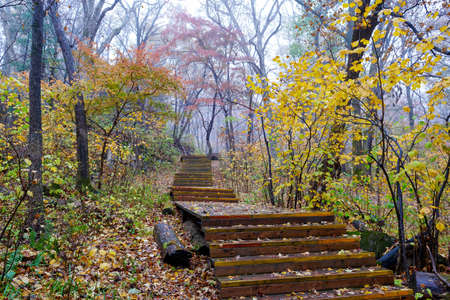 During the National Day in 2020, Jinlong Mountain National Forest Park in Harbin City, Heilongjiang Province, ushered in the beautiful scenery full of forest.の写真素材