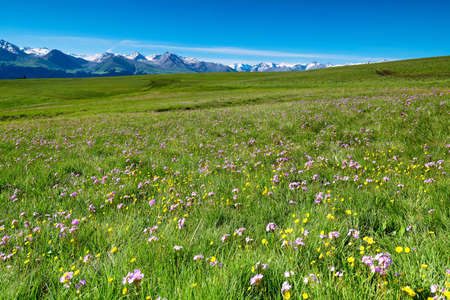 Wildflowers are in full bloom in summer in the high mountain grasslands of Ili Kala, Xinjiang, China.の写真素材