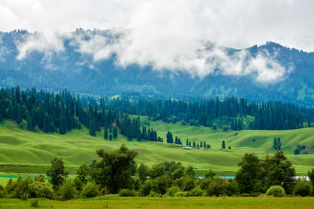 Morning fog in the grasslands of the Nalati River Valley, Xinjiangの写真素材