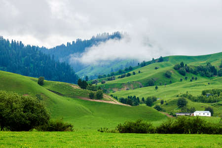 Morning fog in the grasslands of the Nalati River Valley, Xinjiangの写真素材