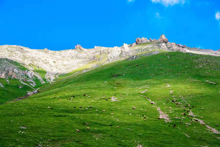 Xinjiang Nala raises the mountain and grassland sceneryの写真素材
