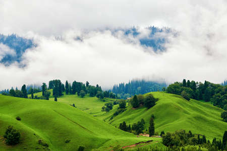 Morning fog in the grasslands of the Nalati River Valley, Xinjiangの写真素材