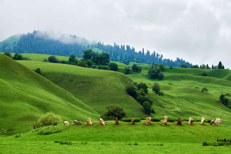 Morning fog in the grasslands of the Nalati River Valley, Xinjiangの写真素材