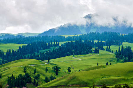 Morning fog in the grasslands of the Nalati River Valley, Xinjiangの写真素材