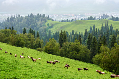 Morning fog in the grasslands of the Nalati River Valley, Xinjiangの写真素材