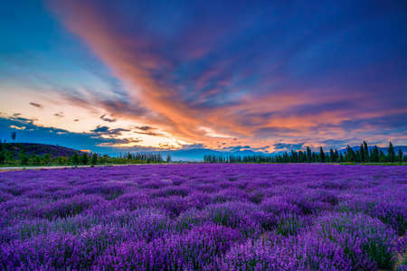 The Lavender Manor of Princess Jieyou in Huocheng County, Ili Kazakh Autonomous Prefecture, Xinjiang Uygur Autonomous Region, China. The beautiful view of lavender blooming under the sunset glow.の写真素材