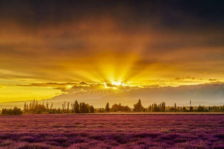 The Lavender Manor of Princess Jieyou in Huocheng County, Ili Kazakh Autonomous Prefecture, Xinjiang Uygur Autonomous Region, China. The beautiful view of lavender blooming under the sunset glow.の写真素材