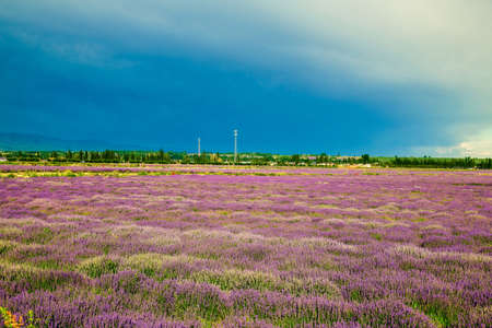The Lavender Manor of Princess Jieyou in Huocheng County, Ili Kazakh Autonomous Prefecture, Xinjiang Uygur Autonomous Region, China. The beautiful view of lavender blooming under the sunset glow.の写真素材