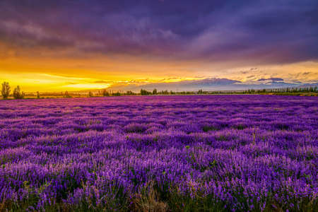 The Lavender Manor of Princess Jieyou in Huocheng County, Ili Kazakh Autonomous Prefecture, Xinjiang Uygur Autonomous Region, China. The beautiful view of lavender blooming under the sunset glow.の写真素材