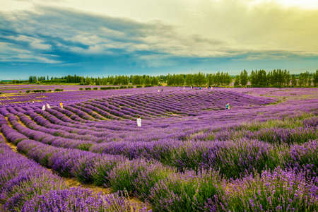 The Lavender Manor of Princess Jieyou in Huocheng County, Ili Kazakh Autonomous Prefecture, Xinjiang Uygur Autonomous Region, China. The beautiful view of lavender blooming under the sunset glow.のeditorial素材