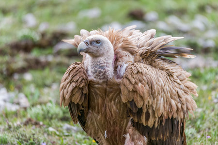 Raptor vultures on the Qinghai-Tibet Plateau.の写真素材