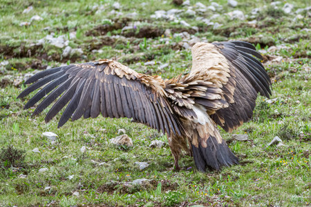 Raptor vultures on the Qinghai-Tibet Plateauの写真素材