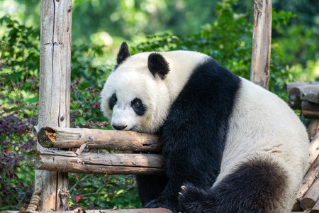 China Sichuan Chengdu Giant Pandaの写真素材