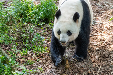 China Sichuan Chengdu Giant Pandaの写真素材