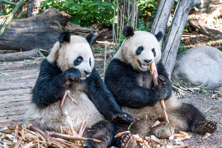 China Sichuan Chengdu Giant Pandaの写真素材
