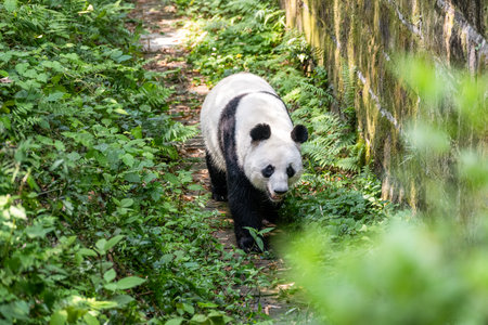 China Sichuan Chengdu Giant Pandaの写真素材