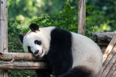 China Sichuan Chengdu Giant Pandaの写真素材