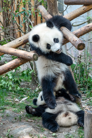 China Sichuan Chengdu Giant Pandaの写真素材