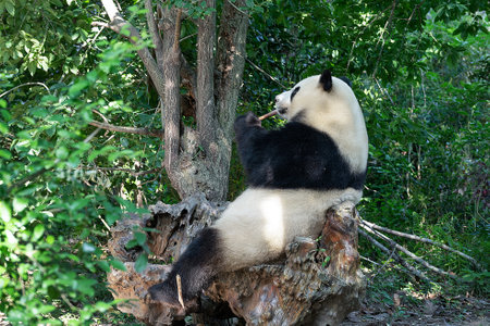 China Sichuan Chengdu Giant Pandaの写真素材