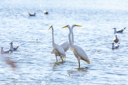 Great egret, Ardea alba, in the waterの写真素材