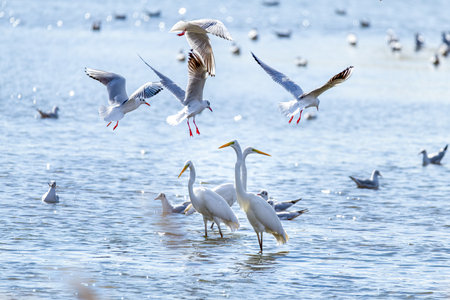 Seagulls in Bang Pu beach, Samut Prakan, Thailandの写真素材