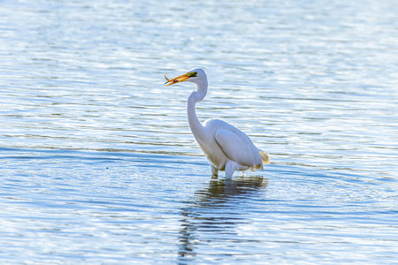 Great egret (Ardea alba) in the waterの写真素材