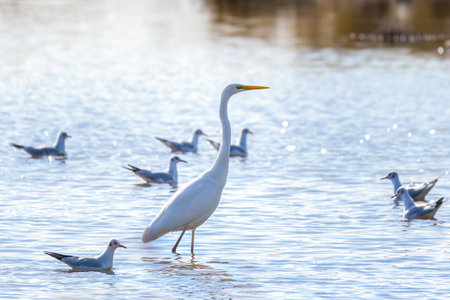 Snowy egret (Ardea alba) and seagullsの写真素材