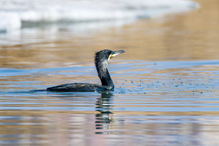 Great cormorant (Phalacrocorax carbo) swimming in the waterの写真素材