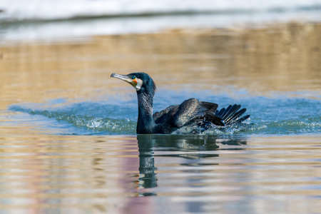 Great cormorant (Phalacrocorax carbo) swimming in the waterの写真素材