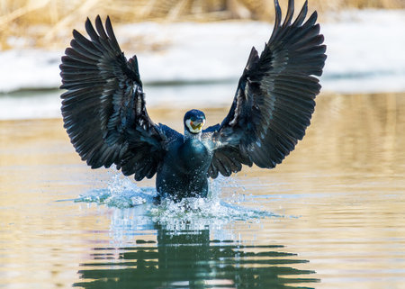 Great cormorant (Phalacrocorax carbo)の写真素材