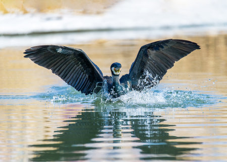 Great cormorant (Phalacrocorax carbo) taking off from waterの写真素材