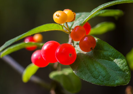 Gold and silver honeysuckle fruit macroの写真素材