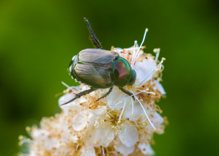 scarab macroの写真素材