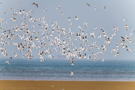 Flock of birds flying in Beidaihe wetland, Qinhuangdao, Hebei Province, China