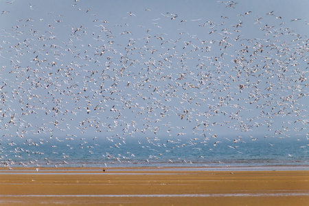 Flock of birds flying in Beidaihe wetland, Qinhuangdao, Hebei Province, China
