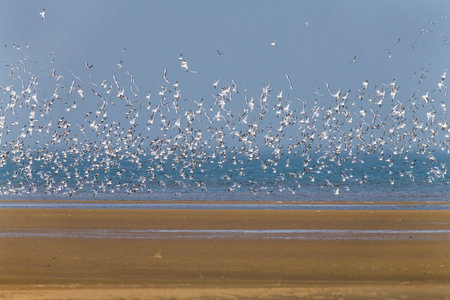 Flock of birds flying in Beidaihe wetland, Qinhuangdao, Hebei Province, Chinaの写真素材