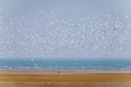 Flock of birds flying in Beidaihe wetland, Qinhuangdao, Hebei Province, Chinaの写真素材