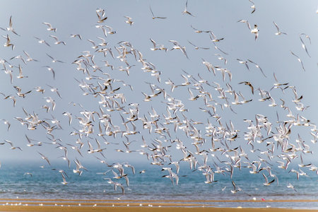 Flock of birds flying in Beidaihe wetland, Qinhuangdao, Hebei Province, Chinaの写真素材