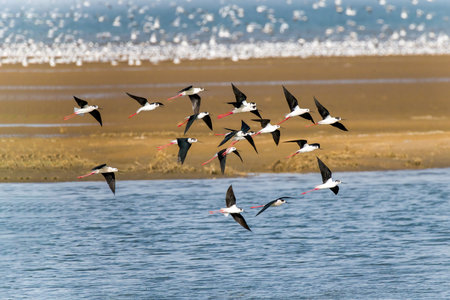 A flock of black-winged stilts at Beidaihe coastal wetland in Qinhuangdao, Hebei Province, Chinaの写真素材