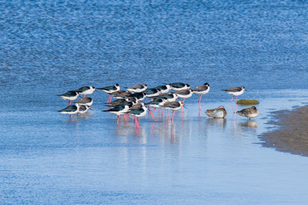 A flock of black-winged stilts at Beidaihe coastal wetland in Qinhuangdao, Hebei Province, Chinaの写真素材