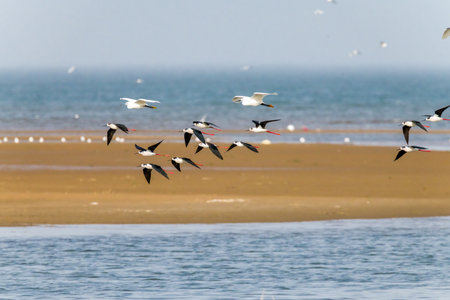 A flock of black-winged stilts at Beidaihe coastal wetland in Qinhuangdao, Hebei Province, Chinaの写真素材