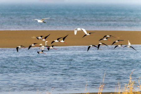 A flock of black-winged stilts at Beidaihe coastal wetland in Qinhuangdao, Hebei Province, Chinaの写真素材