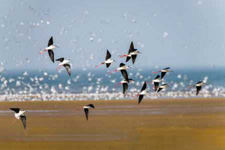 A flock of black-winged stilts at Beidaihe coastal wetland in Qinhuangdao, Hebei Province, Chinaの写真素材