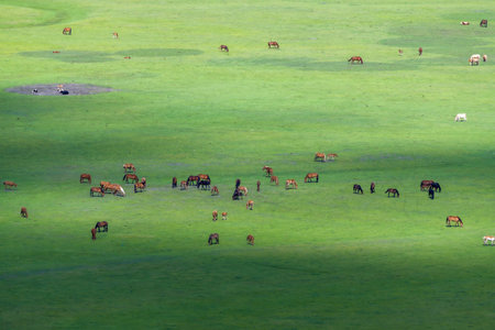 The herd of horses on the Hulunbuir Grassland in Hulunbuir City, Inner Mongolia Autonomous Region, Chinaの写真素材