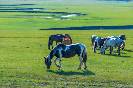 The herd of horses on the Hulunbuir Grassland in Hulunbuir City, Inner Mongolia Autonomous Region, Chinaの写真素材