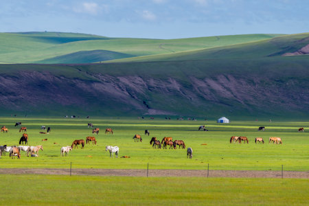 The herd of horses on the Hulunbuir Grassland in Hulunbuir City, Inner Mongolia Autonomous Region, Chinaの写真素材