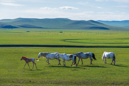 The herd of horses on the Hulunbuir Grassland in Hulunbuir City, Inner Mongolia Autonomous Region, Chinaの写真素材