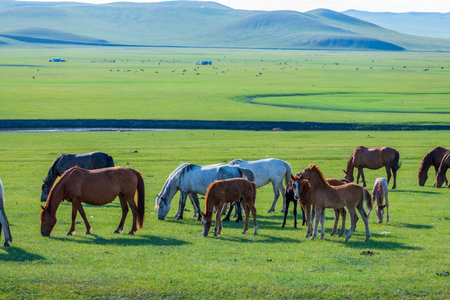 The herd of horses on the Hulunbuir Grassland in Hulunbuir City, Inner Mongolia Autonomous Region,...