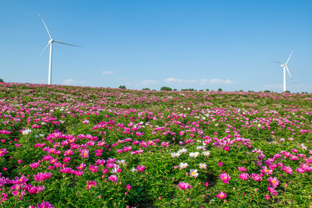 Peony fields at Chagan Lake, Songyuan City, Jilin Province, China