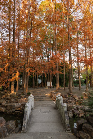 The picturesque autumn scenery of Xinzhuang Park in Minhang District, Shanghai, Chinaの写真素材